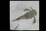 Eurypterus (Sea Scorpion) Fossil - New York #86879-1